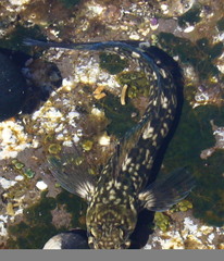 Entomacrodus marmoratus