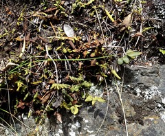 Pellaea calidirupium