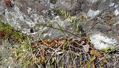Pellaea calidirupium
