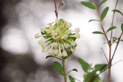 Pimelea pagophila