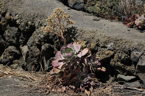 Aeonium davidbramwellii image