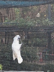 Cacatua alba