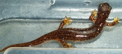 Cascade Torrent Salamander photo 3