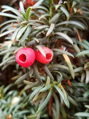 Taxus baccata