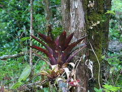 Werauhia