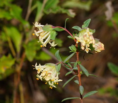 Pimelea pagophila