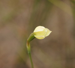 Thelymitra flexuosa
