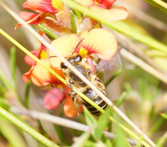 Trichocolletes