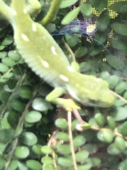 Naultinus punctatus