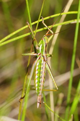 Hemisaga lanceolata