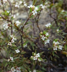 Pimelea suteri