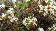Pimelea suteri