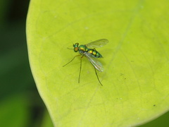 Chrysosoma globiferum