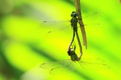 Coryphaeschna adnexa