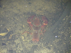 Euastacus