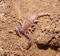 Urodacus manicatus