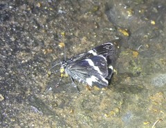 Platagarista macleayi