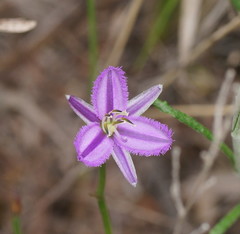 Thysanotus patersonii