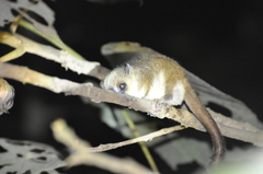 Microcebus lehilahytsara