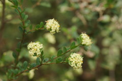 Pimelea flava flava