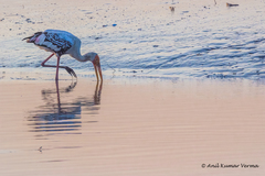 Mycteria leucocephala