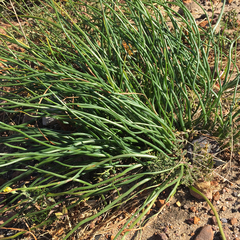 Trachyandra chlamydophylla
