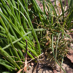 Trachyandra chlamydophylla