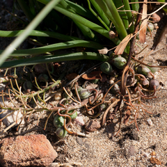 Trachyandra chlamydophylla