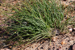 Trachyandra chlamydophylla