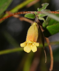 Marianthus bignoniaceus