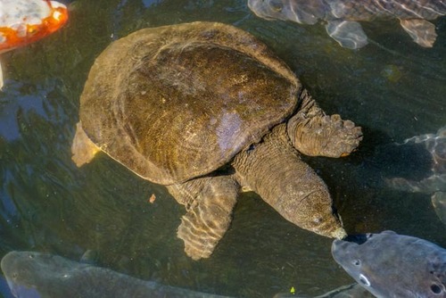 Chinese Softshell Turtle
