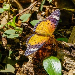 Argynnis hyperbius