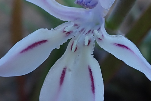 Image of Lapeirousia divaricata by no rights reserved
