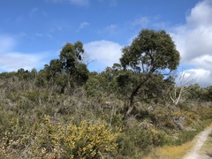 Eucalyptus amygdalina