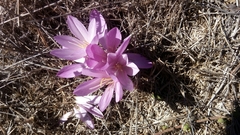 Colchicum
