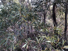 Eucalyptus amygdalina