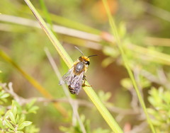Trichocolletes