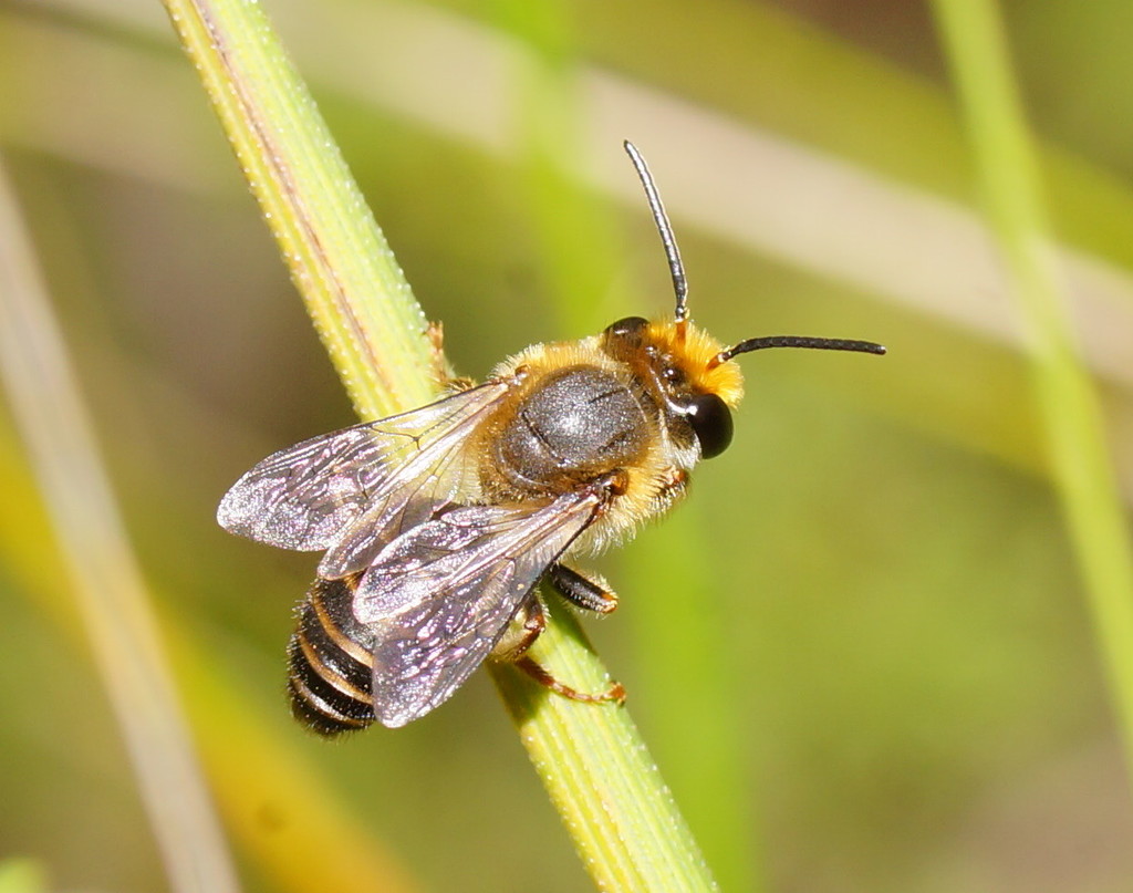 Trichocolletes