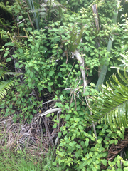 Fuchsia perscandens