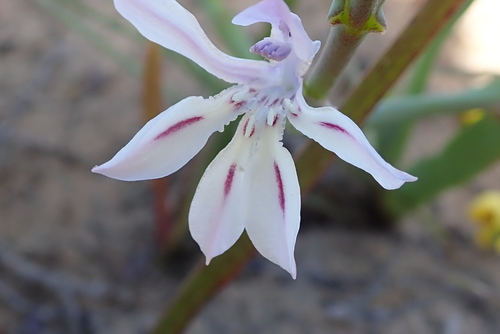 Image of Lapeirousia divaricata by no rights reserved
