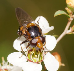 Cyphipelta rufocyanea