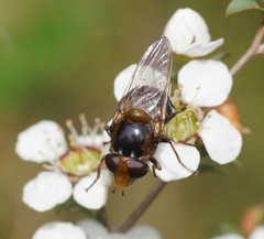 Cyphipelta rufocyanea