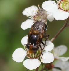 Cyphipelta rufocyanea