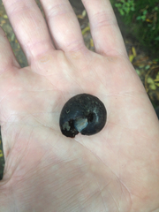 Powelliphanta traversi otakia