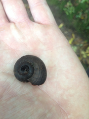 Powelliphanta traversi otakia