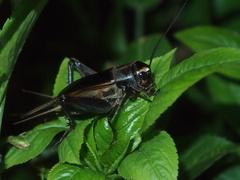 Teleogryllus occipitalis