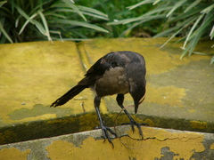 Quiscalus mexicanus