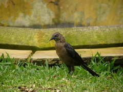 Quiscalus mexicanus