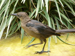 Quiscalus mexicanus