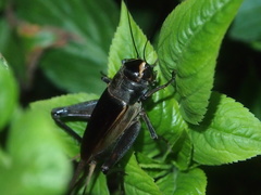 Teleogryllus occipitalis